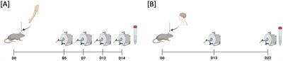 In vivo characterization of brain tumor biomechanics: magnetic resonance elastography in intracranial B16 melanoma and GL261 glioma mouse models